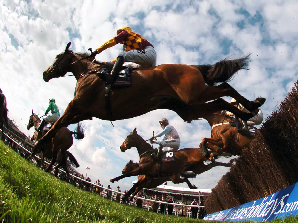 Horses jumping fence at Cheltenham