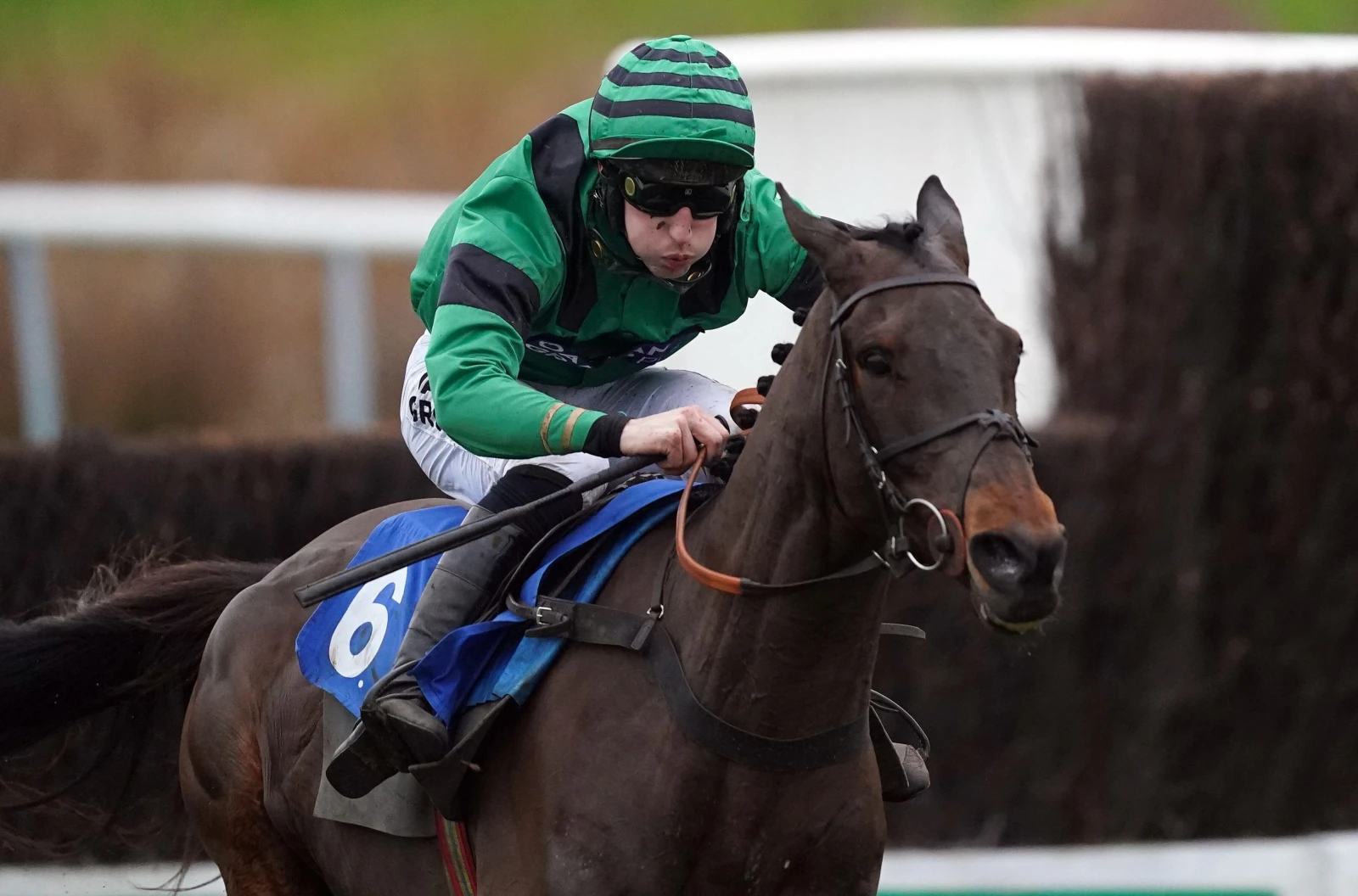 Arizona Cardinal ridden by Ciaran Gethings