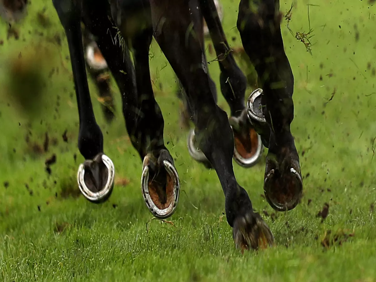 ‘No inkling’ thousands of Irish ex-racehorses were sent for slaughter in UK
