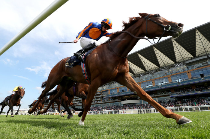Love Triumphant In Prince Of Waless Stakes At Royal Ascot Planetsport