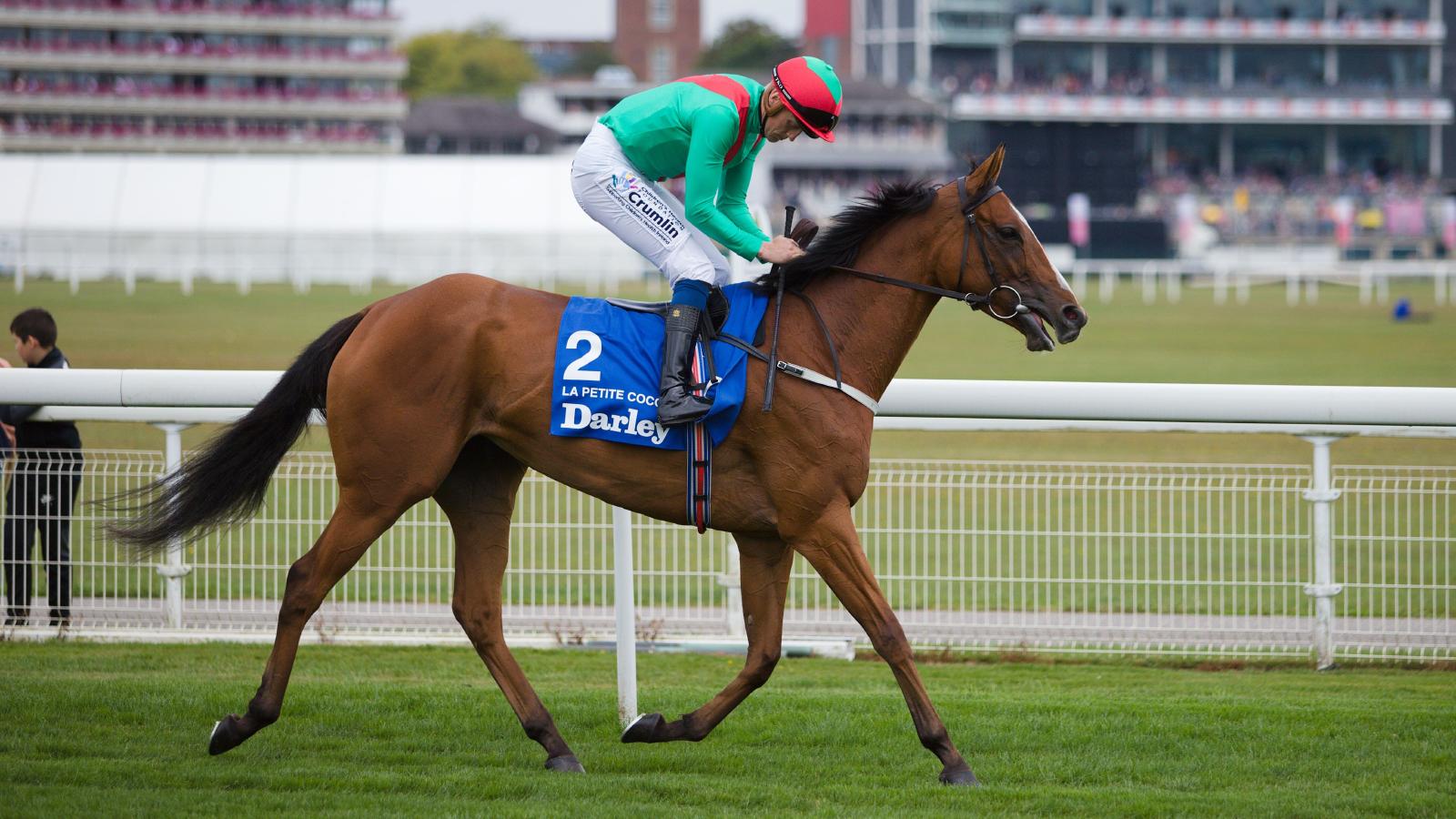 Paddy Twomey sets Champions Day bar for La Petite Coco | PlanetSport